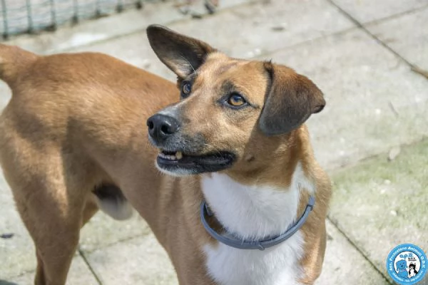 MARIO – UN CANE DA CONQUISTARE CON IL CUORE | Foto 3