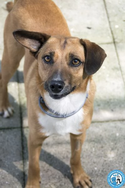 MARIO – UN CANE DA CONQUISTARE CON IL CUORE