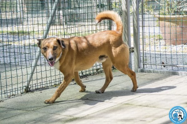 MARIO – UN CANE DA CONQUISTARE CON IL CUORE | Foto 1