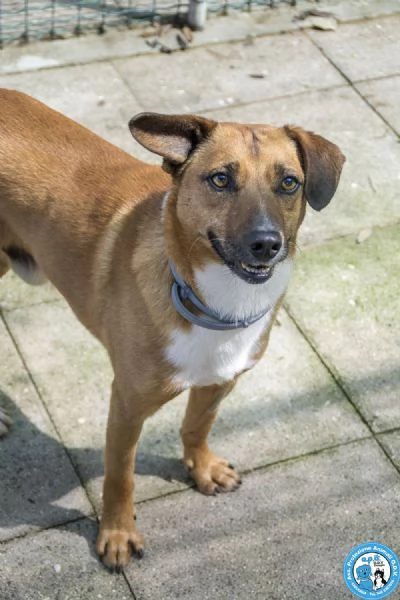 MARIO – UN CANE DA CONQUISTARE CON IL CUORE | Foto 0