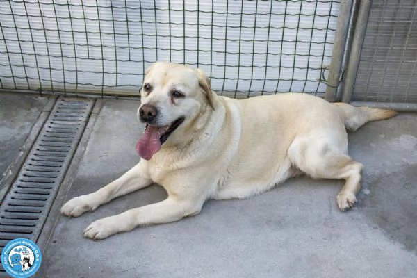 MAYA – UNA VIVACE DOLCEZZA IN CERCA DI CASA! | Foto 2