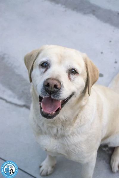 MAYA – UNA VIVACE DOLCEZZA IN CERCA DI CASA! | Foto 1