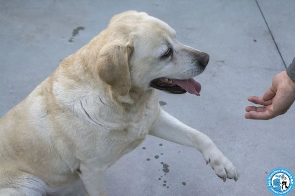 MAYA – UNA VIVACE DOLCEZZA IN CERCA DI CASA! | Foto 0