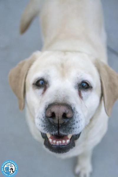 MAYA – UNA VIVACE DOLCEZZA IN CERCA DI CASA!