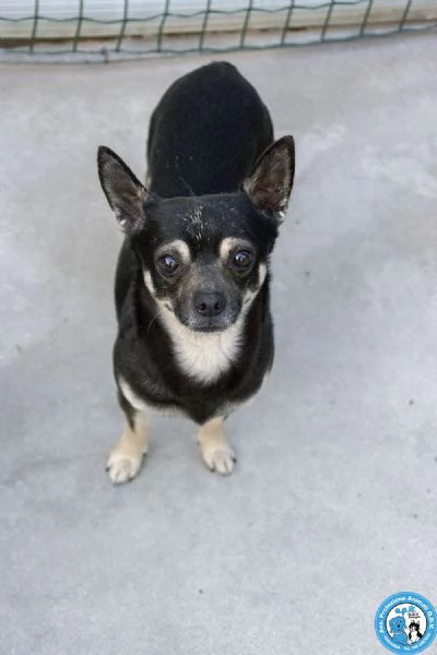 BLACK – UN CUORE GRANDE IN UN CORPO PICCOLO! | Foto 3