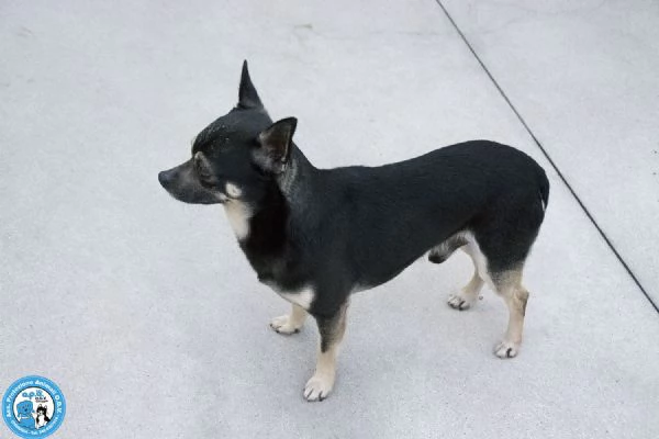 BLACK – UN CUORE GRANDE IN UN CORPO PICCOLO! | Foto 2