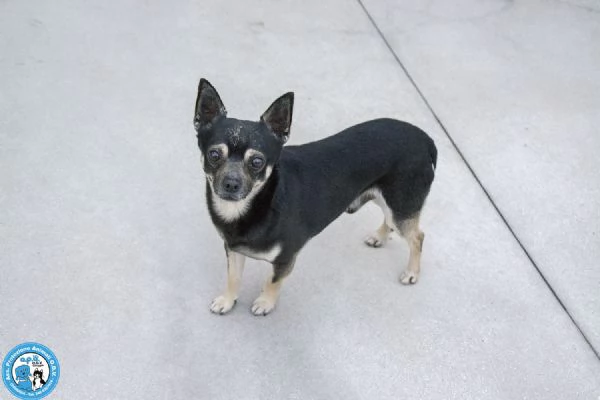 BLACK – UN CUORE GRANDE IN UN CORPO PICCOLO! | Foto 1