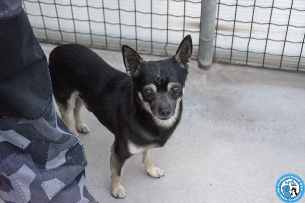 BLACK – UN CUORE GRANDE IN UN CORPO PICCOLO! | Foto 0