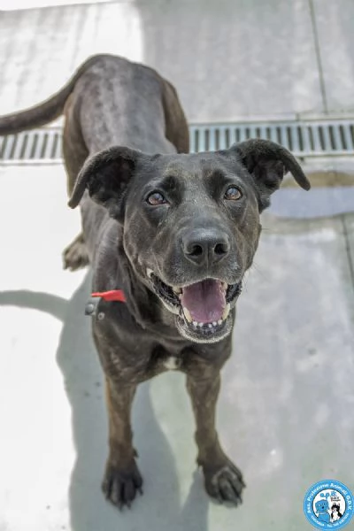 Anika: da una casa al canile. Ora cerca una seconda occasione. 