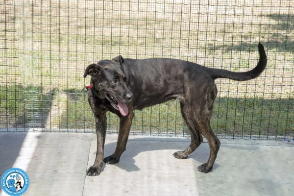 Anika: da una casa al canile. Ora cerca una seconda occasione.  | Foto 3