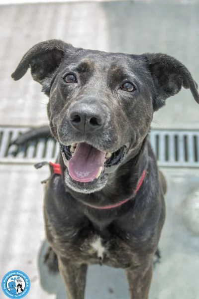 Anika: da una casa al canile. Ora cerca una seconda occasione.  | Foto 2