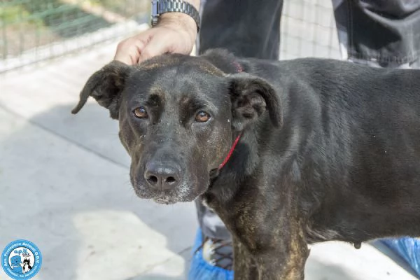 Anika: da una casa al canile. Ora cerca una seconda occasione.  | Foto 1