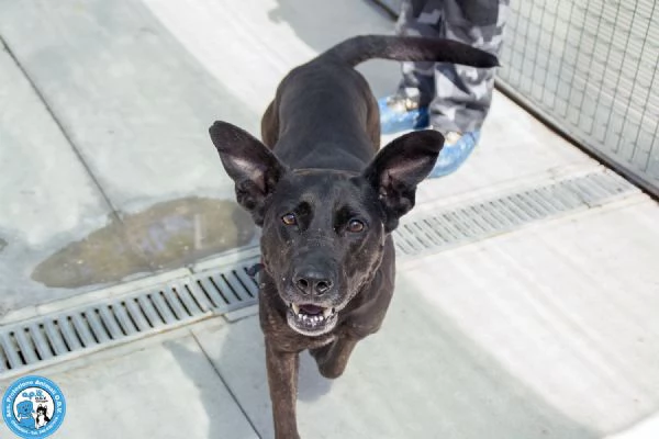 Anika: da una casa al canile. Ora cerca una seconda occasione.  | Foto 0