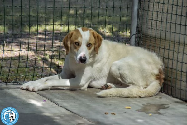 Bayron: un cuore ferito che cerca solo tempo, amore e fiducia | Foto 5