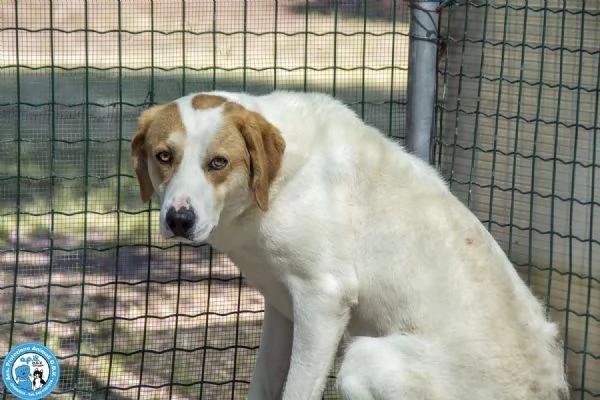 Bayron: un cuore ferito che cerca solo tempo, amore e fiducia | Foto 3