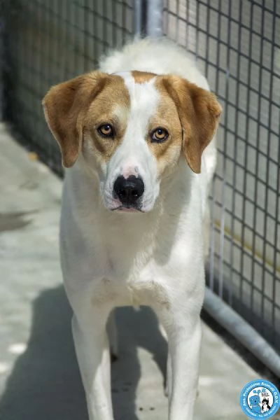 Bayron: un cuore ferito che cerca solo tempo, amore e fiducia