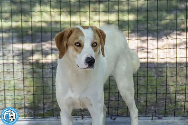 Bayron: un cuore ferito che cerca solo tempo, amore e fiducia | Foto 2