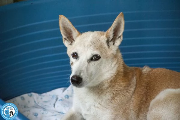 Luna ha perso il suo mondo… aiutiamola a ritrovarne uno | Foto 3