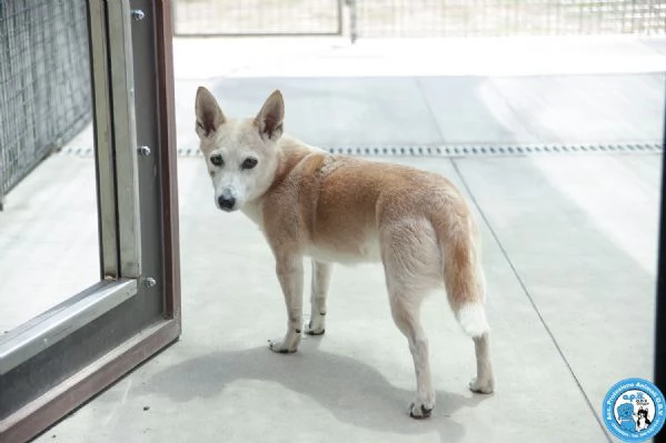 Luna ha perso il suo mondo… aiutiamola a ritrovarne uno | Foto 2