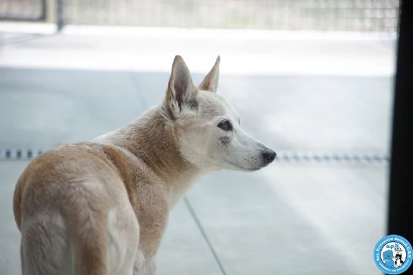 Luna ha perso il suo mondo… aiutiamola a ritrovarne uno | Foto 1