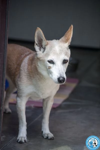 Luna ha perso il suo mondo… aiutiamola a ritrovarne uno | Foto 0