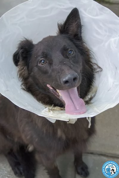 BAKY, UN CUCCIOLO DI ENERGIA IN CERCA DI FUTURO.. | Foto 3