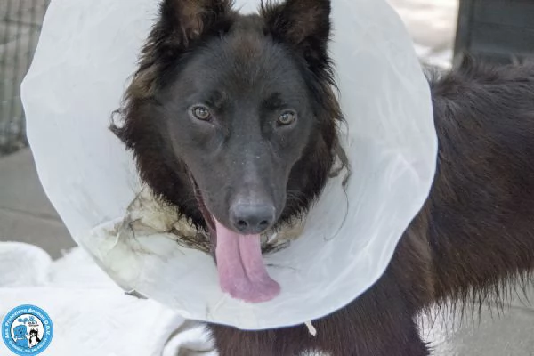 BAKY, UN CUCCIOLO DI ENERGIA IN CERCA DI FUTURO.. | Foto 2