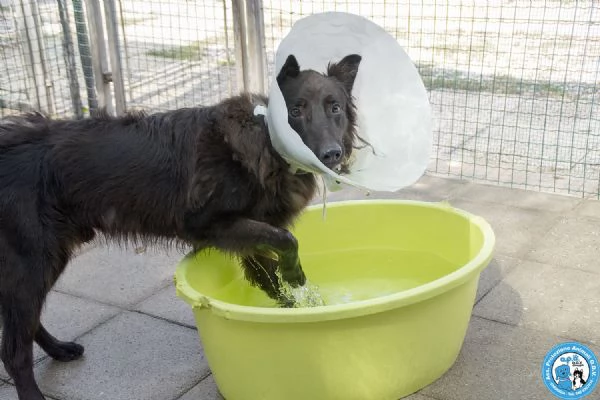 BAKY, UN CUCCIOLO DI ENERGIA IN CERCA DI FUTURO.. | Foto 1