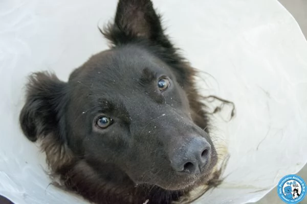 BAKY, UN CUCCIOLO DI ENERGIA IN CERCA DI FUTURO..