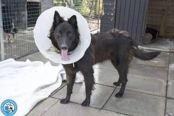 BAKY, UN CUCCIOLO DI ENERGIA IN CERCA DI FUTURO.. | Foto 0