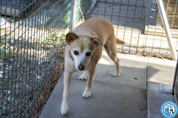 Ringo, un piccolo amico dal cuore grande… | Foto 4