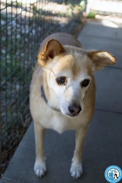 Ringo, un piccolo amico dal cuore grande… | Foto 3