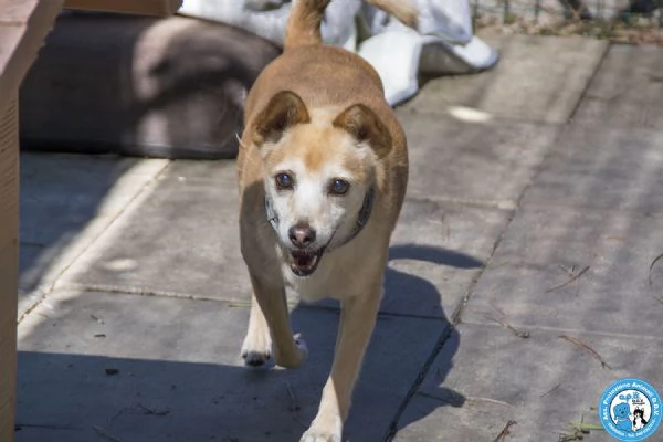 Ringo, un piccolo amico dal cuore grande… | Foto 2