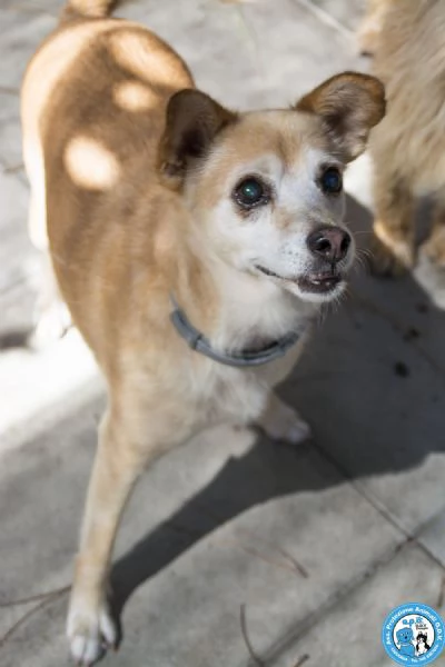 Ringo, un piccolo amico dal cuore grande… | Foto 1