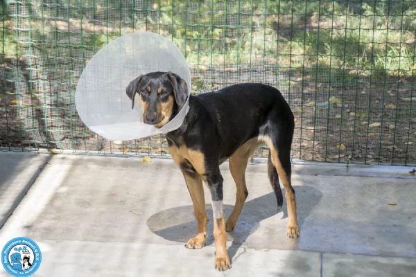 Diana, il silenzio che chiede amore | Foto 4