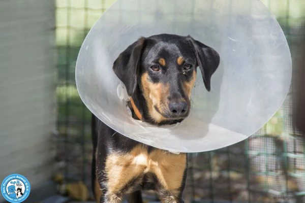 Diana, il silenzio che chiede amore | Foto 3