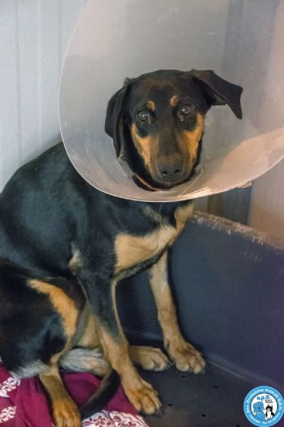 Diana, il silenzio che chiede amore