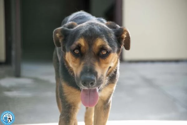 Zoe, carattere riflessivo e cuore da conquistare | Foto 2