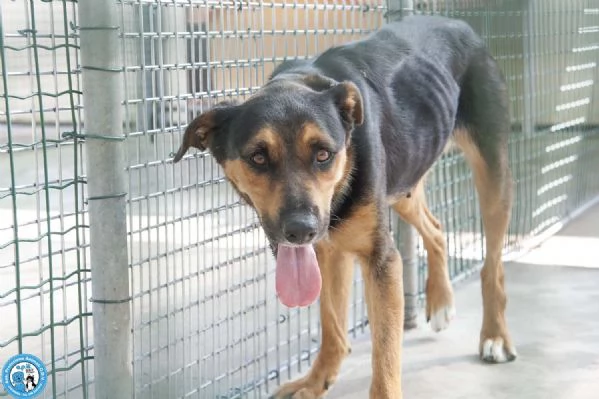 Zoe, carattere riflessivo e cuore da conquistare