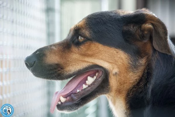 Zoe, carattere riflessivo e cuore da conquistare | Foto 1