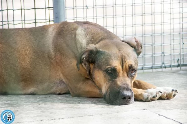 Kira, cuore forte in cerca di fiducia | Foto 3