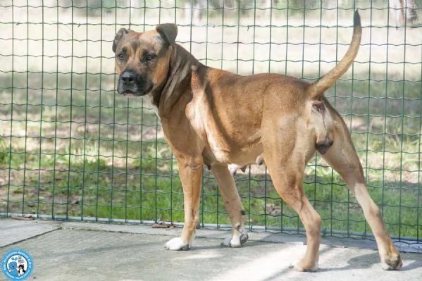 Kira, cuore forte in cerca di fiducia | Foto 2