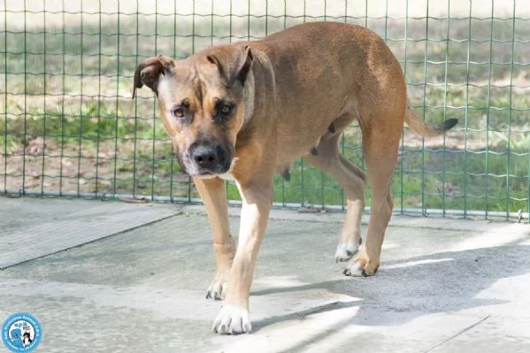 Kira, cuore forte in cerca di fiducia | Foto 1