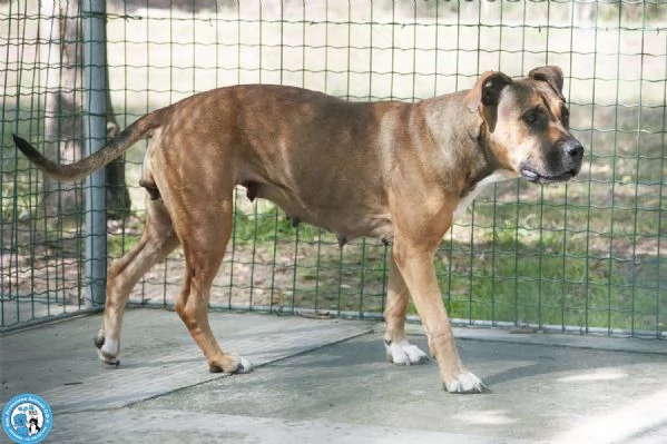 Kira, cuore forte in cerca di fiducia | Foto 0