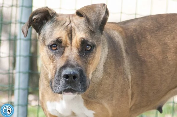 Kira, cuore forte in cerca di fiducia