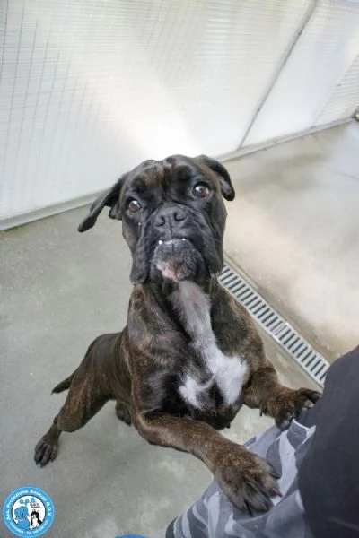 MAYA, boxer comprata per fare scena, ora cerca solo amore vero.. | Foto 4