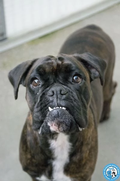 MAYA, boxer comprata per fare scena, ora cerca solo amore vero..