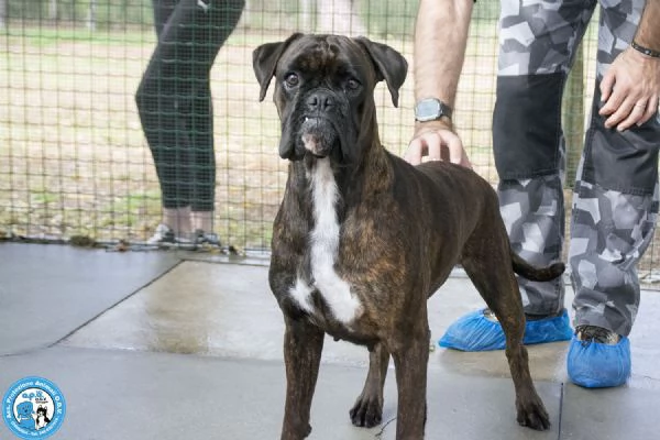 MAYA, boxer comprata per fare scena, ora cerca solo amore vero.. | Foto 3