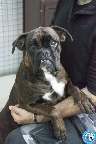 MAYA, boxer comprata per fare scena, ora cerca solo amore vero.. | Foto 2
