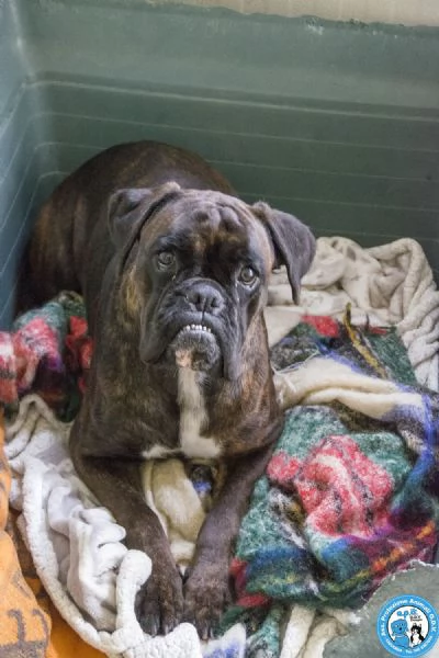 MAYA, boxer comprata per fare scena, ora cerca solo amore vero.. | Foto 1